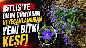 Bitlis İncekaya Kalderası’nda keşfedilen Porçanı adlı yeni çan çiçeği türü Bitlis İncekaya Kalderası’nda keşfedilen Porçanı adlı yeni çan çiçeği türü