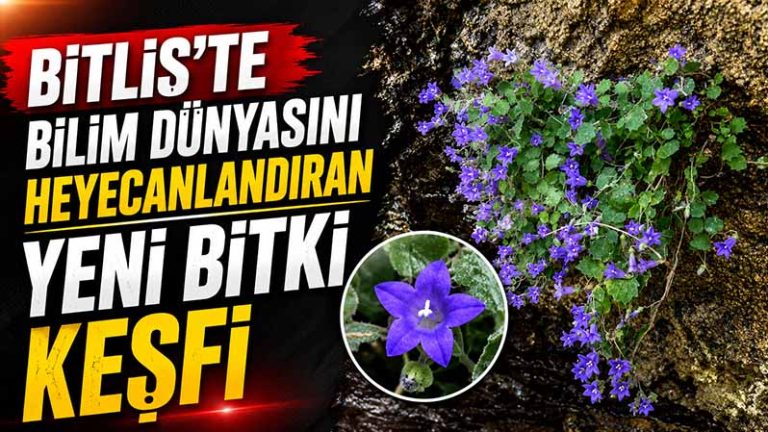 Bitlis İncekaya Kalderası’nda keşfedilen Porçanı adlı yeni çan çiçeği türü