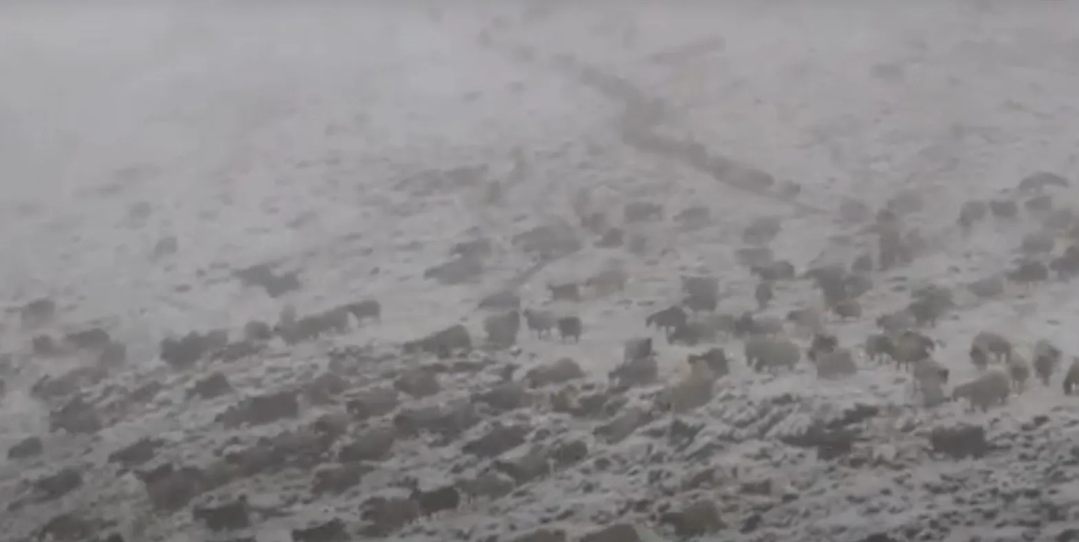 Video: Hakkari’de küçükbaş hayvanların karla imtihanı görüntülendi